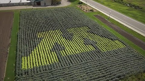 CSE: More than meets the eye