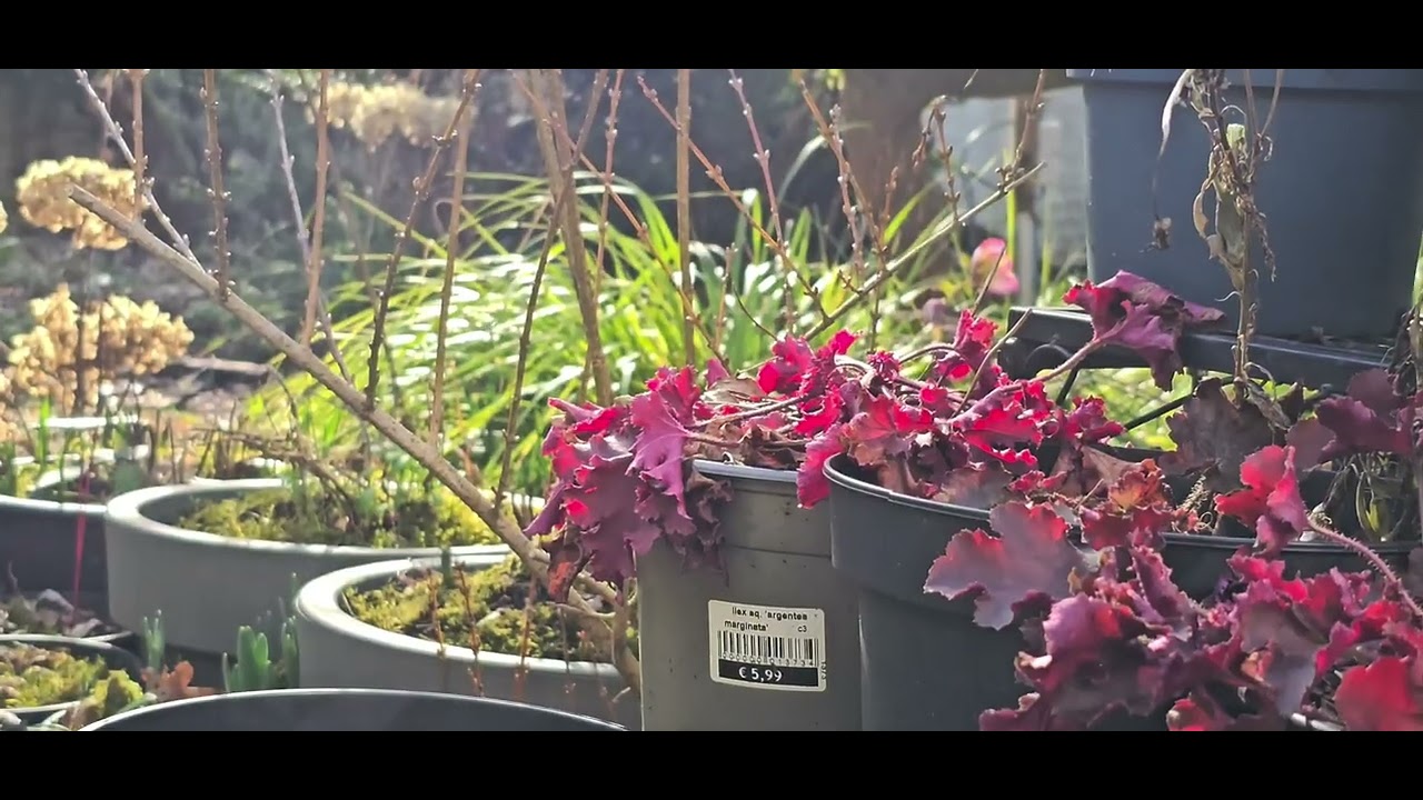 Which of my container plants survived the winter?