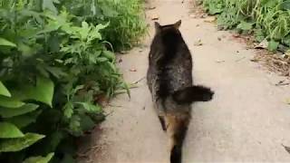 野良猫「観光客かい?近道教えてやるよ。付いてきな!」ついていってみたら