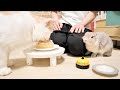 お誕生日にケーキを食べる弟猫とうらやましそうな姉うさぎ お誕生日にケーキを食べる弟猫とうらやましそうな姉うさぎ