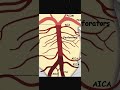 Neurology Part 19 #FirstAid Brain Blood Supply
