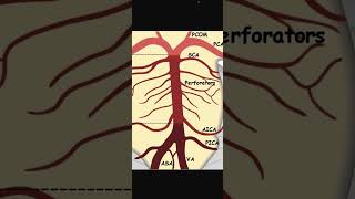 Neurology Part 19 #FirstAid Brain Blood Supply