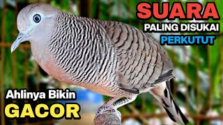 Perkutut Lokal Gacor Suara Besar Pancingan Burung Perkutut Agar Cepat Bunyi.