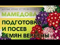 Подготовка и посев семян вербены.