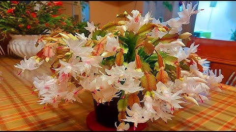 KINH NGHIÊM TRỒNG VÀ CHĂM SÓC HOA CÀNG CUA ( từ A đến Z)