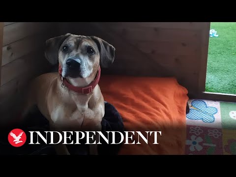 Video: Universiteit van Washington studeert nieuwe anti-aging medicijnen tegen honden