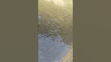 Cá Bỗng giống Thanh Hoá chất lượng cao 0364330991