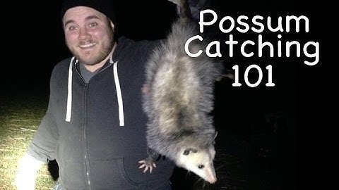 Possum Catching 101