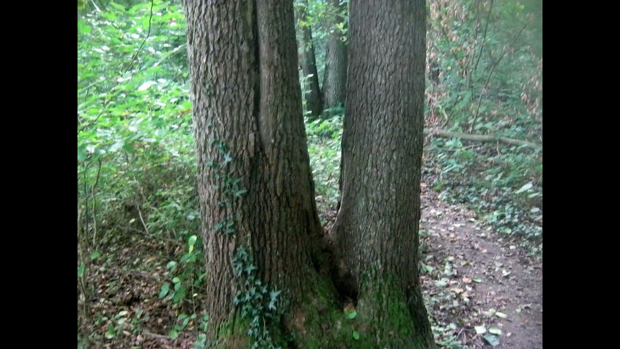Tosmar Berg (Hildesheimer Wald)