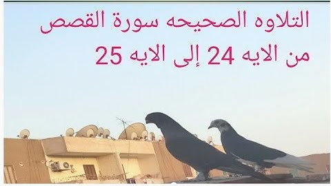 كيفيه النطق الصحيح سورة القصص من الايه 24 إلى الايه 25 عبد الشافي الكومى 2021