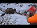 KARDA MUHTEŞEM YABAN DOMUZU AVI - PERFECT WILDBOAR HUNTING, HOG HUNTS, PIG, WILD BOAR ATTACK 2022