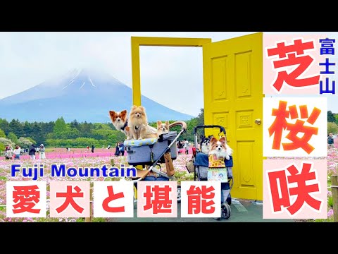 【犬とお出かけ】海外からのインバウンドで賑わう観光地‼️富士芝桜まつりにワンチューバー達と行ってきた‼️