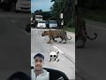 Even Lions Fear Turtles… But Not Cats 🐢🦁😼 #trending #animals #wildlife #youtubeshorts #cat #lion