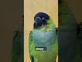 Sleepy Nanday Bird Birds Parrot Funnyparrot Conure Nandayconure Sleepy