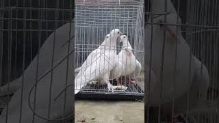 Fancy Pigeon | Pigeon Master Ruhul | Kobutor Palon Bangladesh shorts youtubeshorts