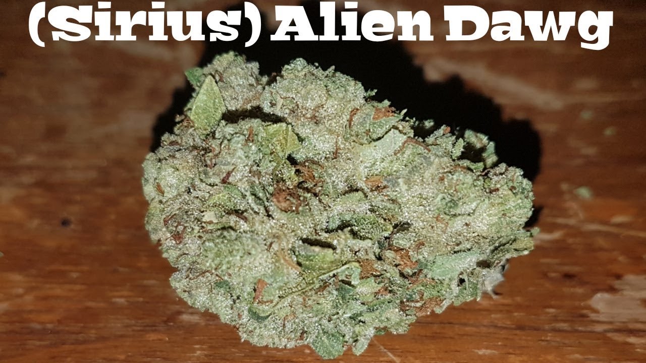 Strain Review - (Sirius) Alien Dawg