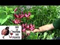 Conseils jardinage lis martagon taille et entretien plante vivace