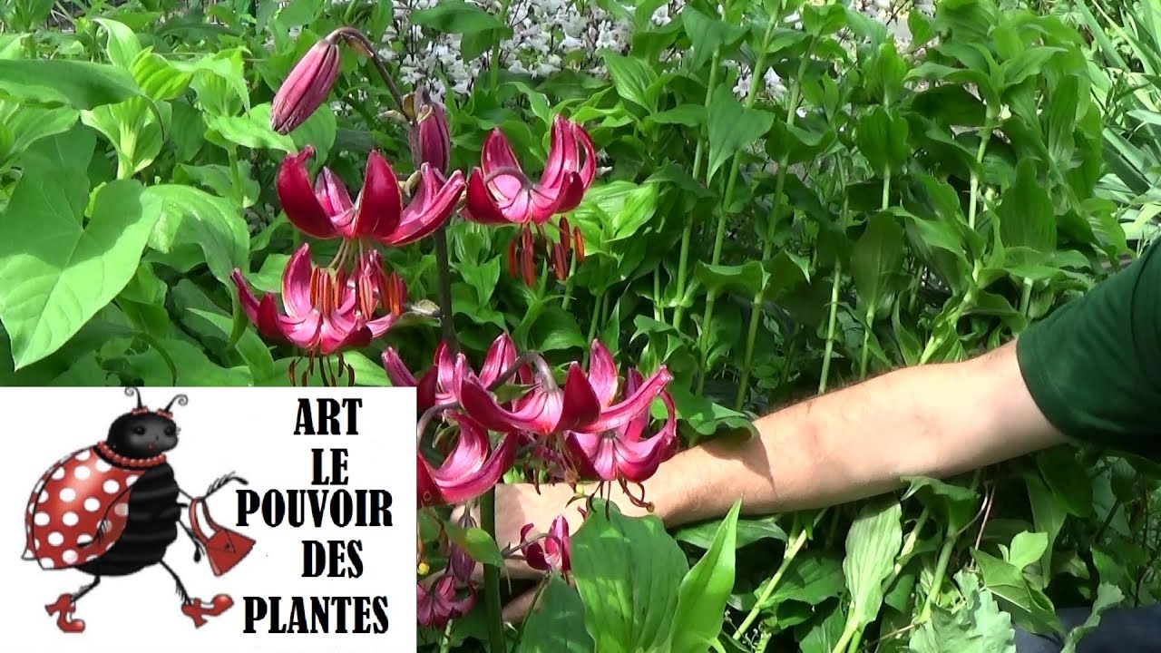Conseils jardinage: Lis martagon taille et entretien: Plante vivace