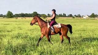 TRIAL BY FIRE (outside) - Adoptable Standardbred Gelding - New Vocations