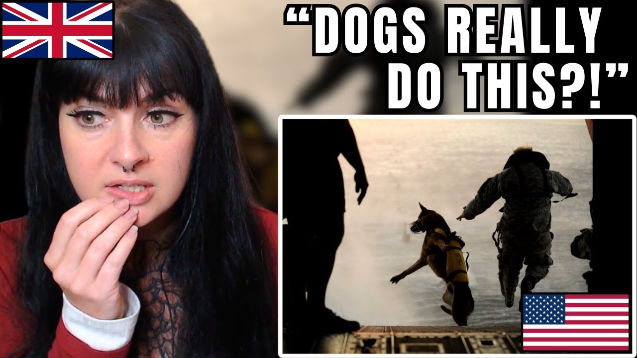 Реакция британской девушки на элитных американских собак-ищейок бомб | Реакция американских военн...