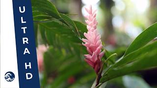 Exploring The Hawaii Tropical Botanical Garden | Big Island