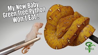 Celebrity How To Get Your New Baby Green Tree Python To Eat - "The 20 Second Rule". Profile