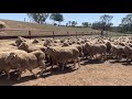 Pa  eg gallagher merino ewes