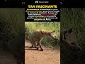 Esta HIENA parcialmente paralizada sobrevive sola en &Aacute;frica 😱🐾