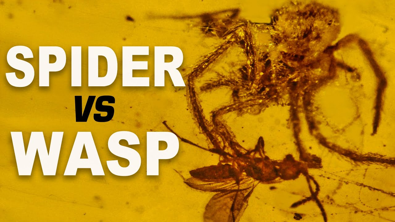 An Ancient Spider Attack Frozen in Amber