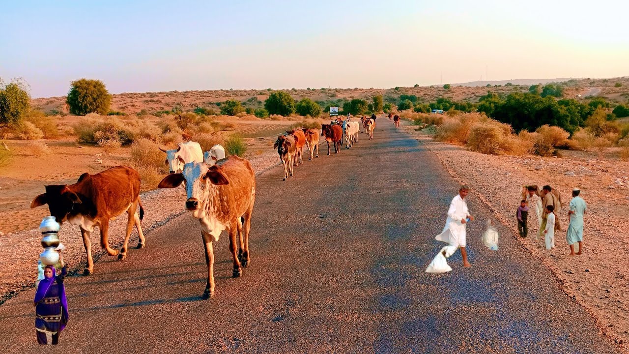 Walk karty hovy cow mily desert Life in Pakistan Sindh vlogs 