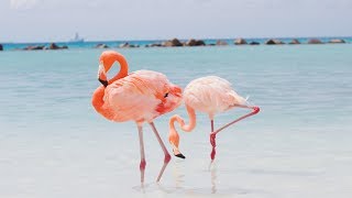 Science finally discovered why flamingos stand on one leg