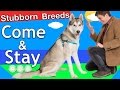 How to train Come and Stay to a "Stubborn Breed" Dog