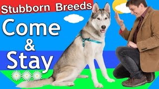 How to train Come and Stay to a 'Stubborn Breed' Dog