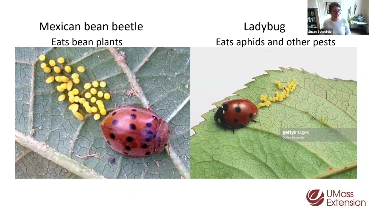 Fundamentals of Organic Production: Organic Management of Vegetable Pests