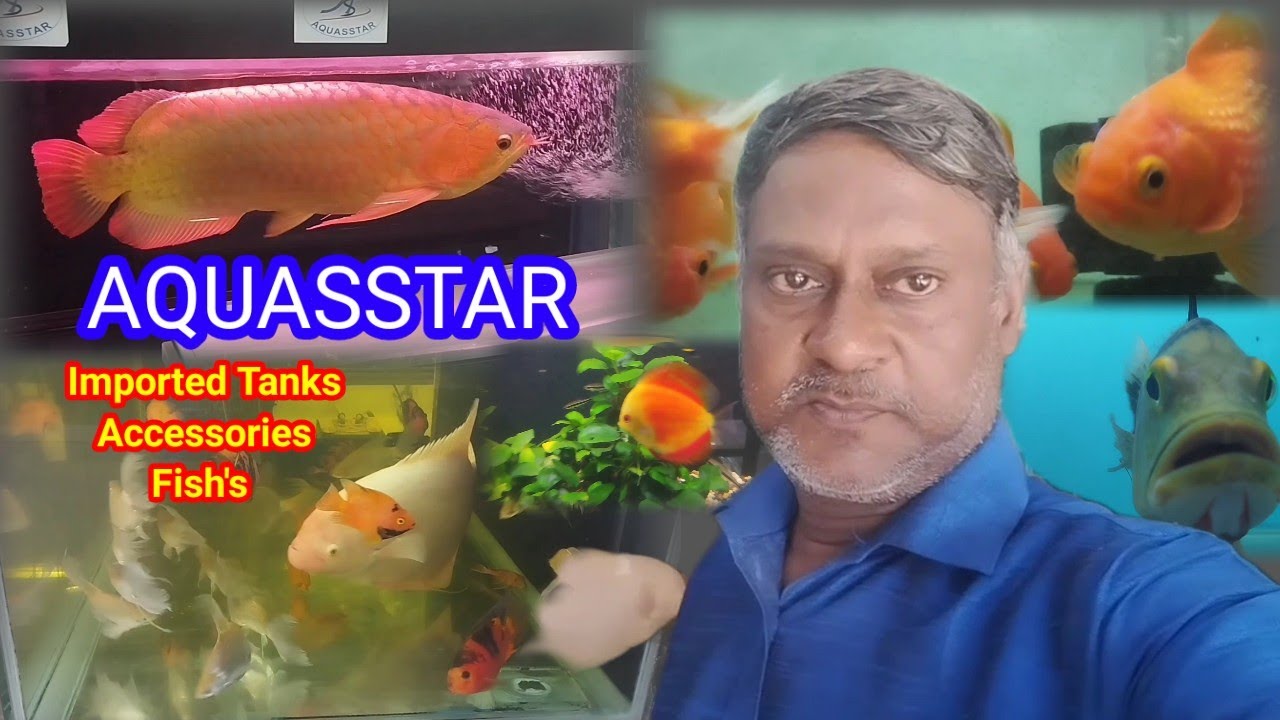 AQUASSTAR whole sale fish Aquarium shop kolathur fish market 🐟🐠