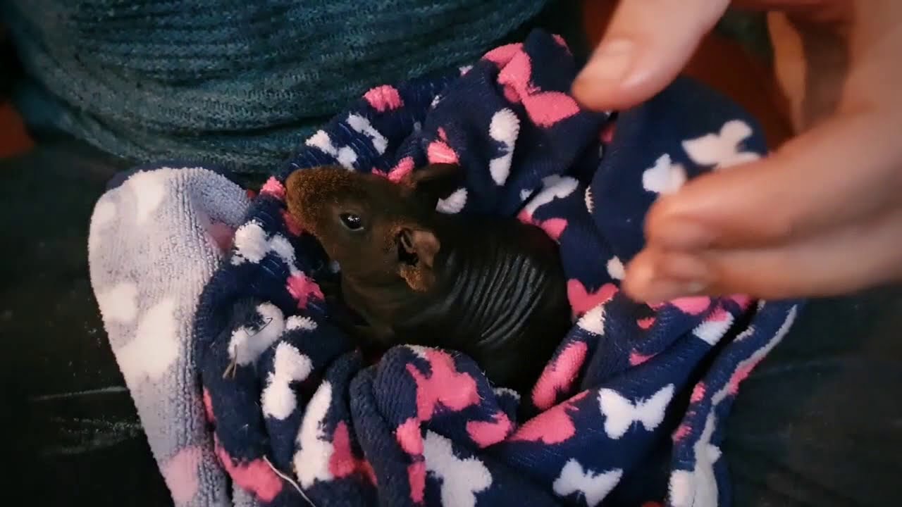 Baby skinny pig's first bath - How to wash your hairless guinea pig