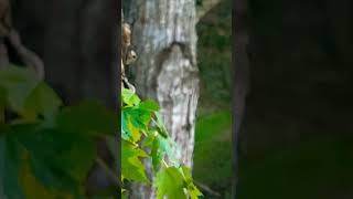 An image I just spotted in a 🌳 An image I just spotted in a 🌳