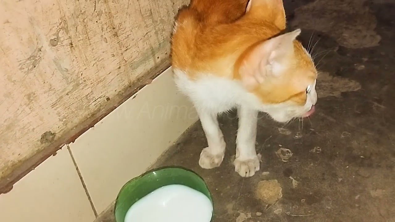 When Should Cats Drink Milk? 🐱 | Best Time & Safe Tips for Cats