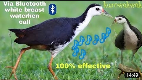 V#35 White breasted waterhen call 100 % effective (kurowakwak via Bluetooth)