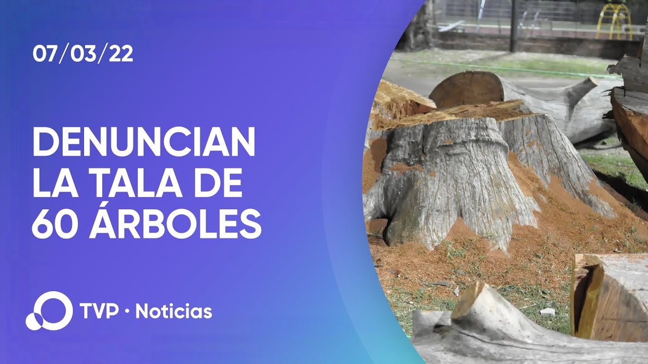 CABA: vecinos denuncian la tala de 60 árboles en Paseo Colón - YouTube