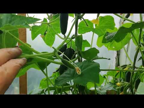 Огурцы Изумрудные сережки и Машенька в виноградной теплице