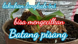 cara membuat bonsai pisang