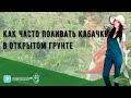 Как часто поливать кабачки в открытом грунте