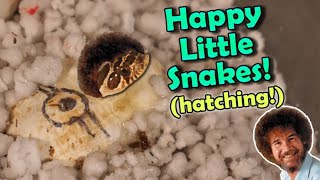 MORE Baby Hognoses are Hatching!! (including mini Bob Ross) Our Baby Hognose Snakes Hatched