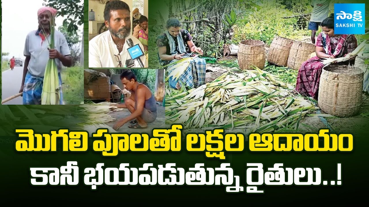 Why Farmers Fear of Mogali Flowers Farming in Ichapuram Srikakulam |@SakshiTV