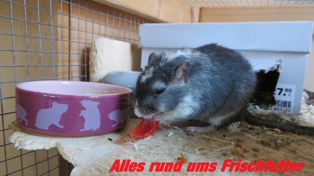Frischfutter bei Rennmäusen❤ MyGerbilsWorld