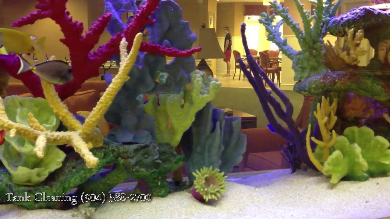 Jacksonville, FL. Fish Tank Service 904.588.2700 Jacksonville