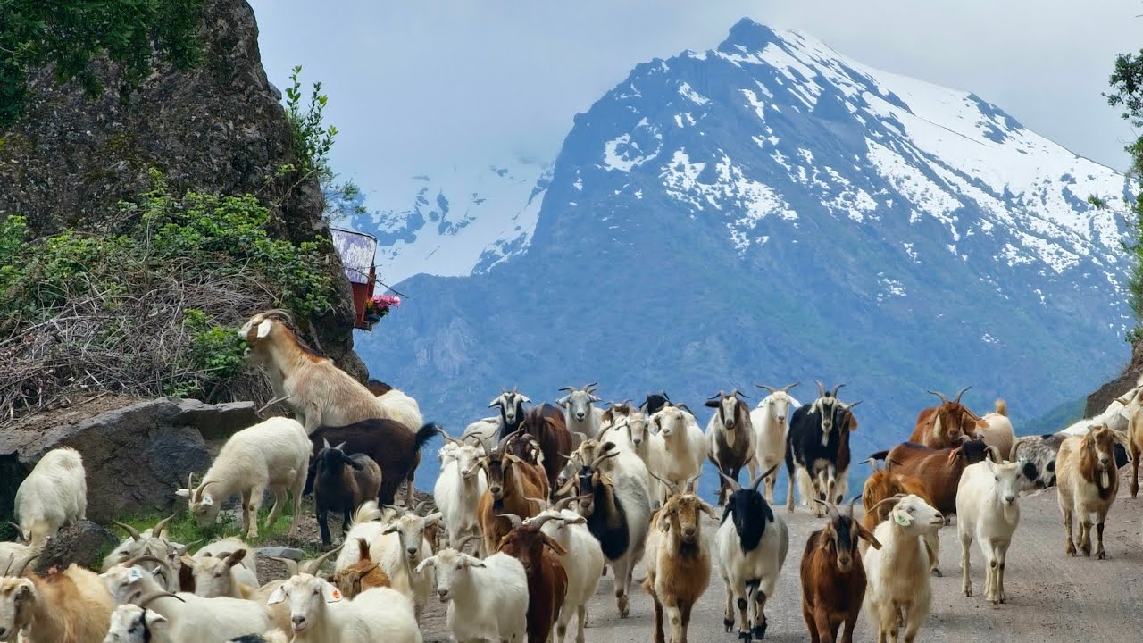 Como es un Arreo de cabras ovejas y vaca por el cajón del melado camino a las veranadas trashumancia