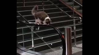 Kedi Yürüyen Merdiveni Koşu Bandı Yapmış