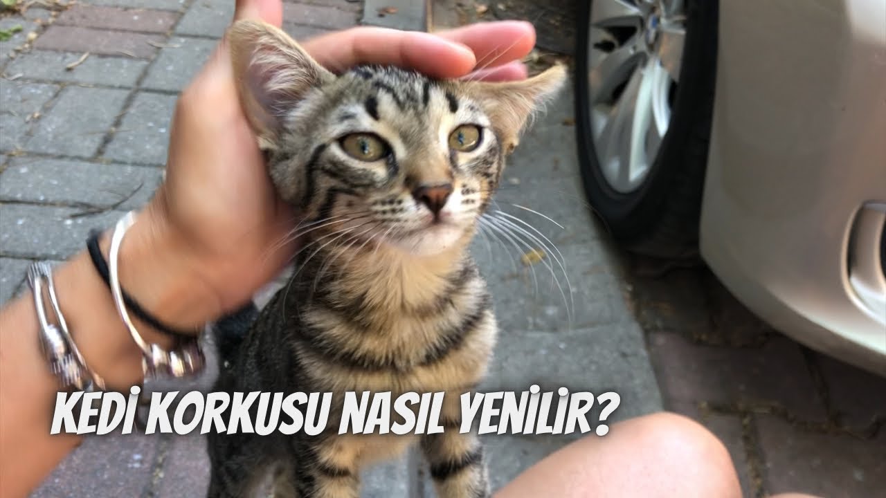 Kedi korkusunu yenmenin yolları‼️